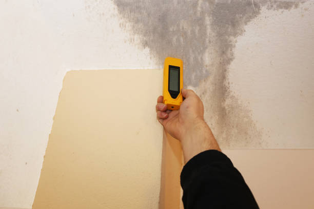 Mold Remediation for Vacation Homes in Altoona, PA